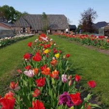 theehuis pluktuin stoutenburg tulpenbed