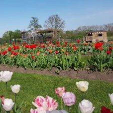 theehuis pluktuin stoutenburg tulpenbed en kinderspeeltuin
