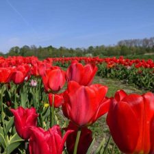 theehuis pluktuin stoutenburg tulpenvelden