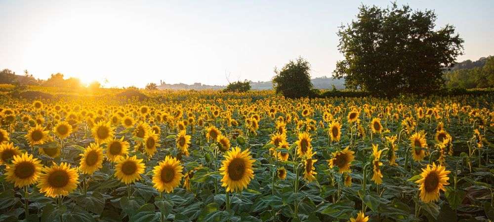 infraroodstraling door de zon