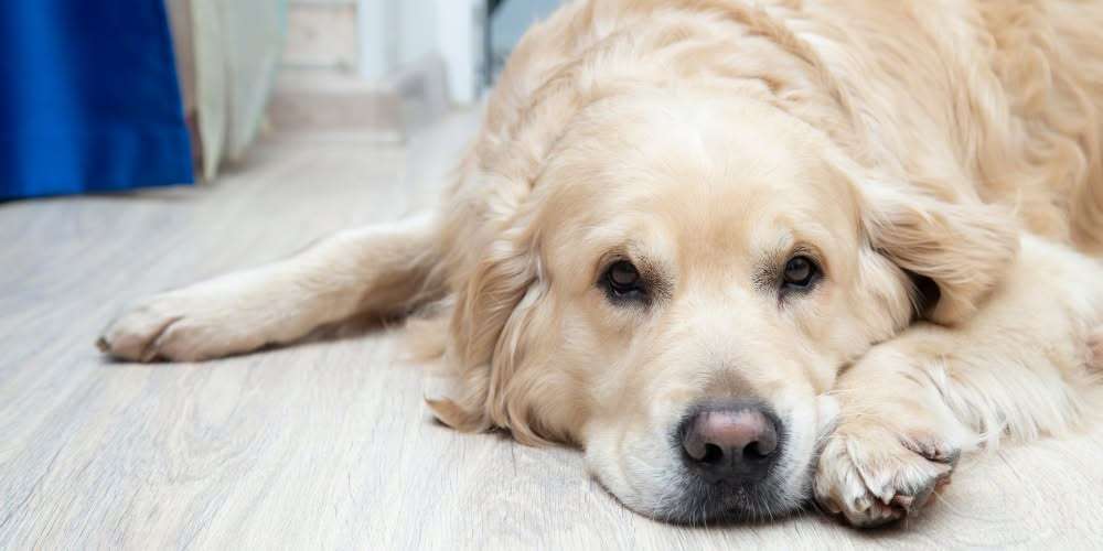 infrarood vloerverwarming voor houten vloeren